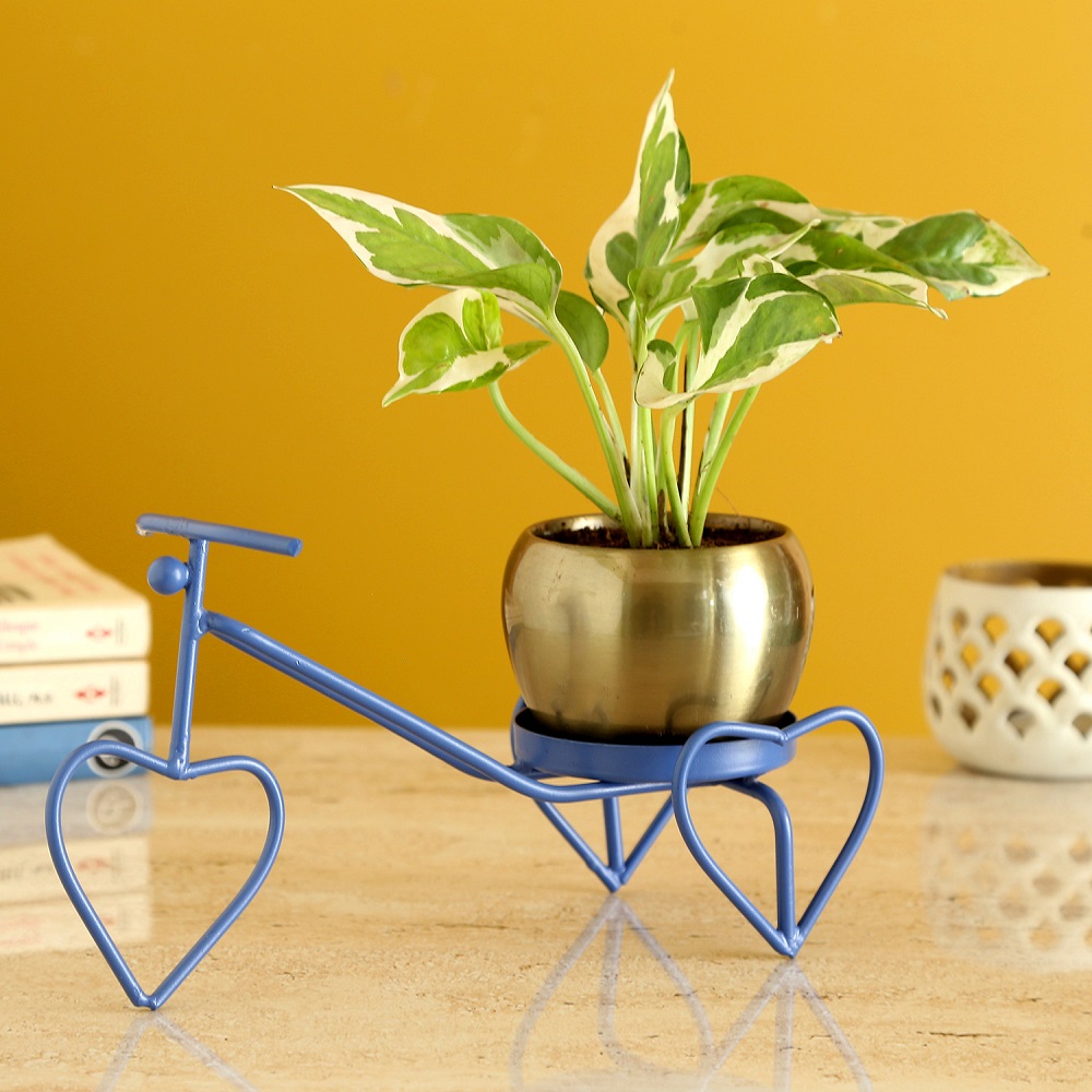 Plant in love cycle